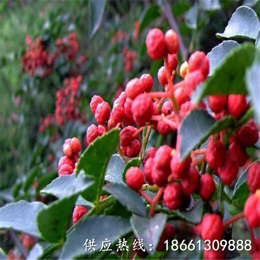 衢州市花椒苗基地种植示范基地销售