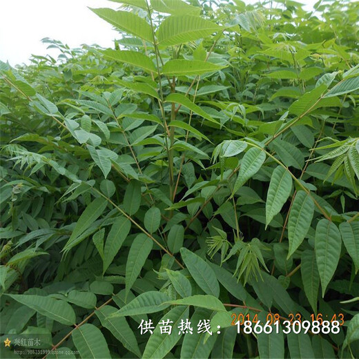 玉溪市香椿苗种植方法一亩地需要种多少基地