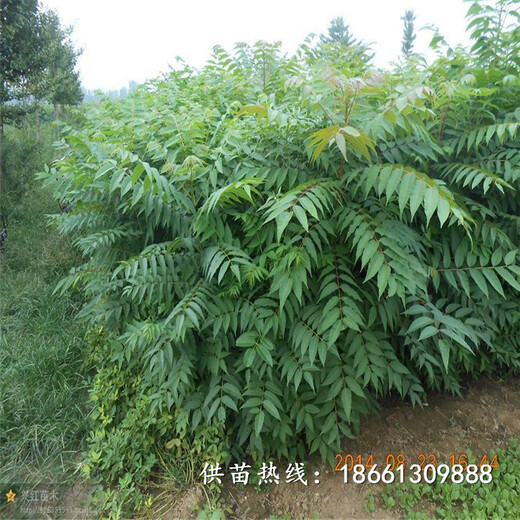 郴州市香椿苗价格种植方法厂家