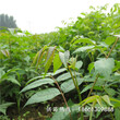 济南市香椿苗栽培种植技术超低价厂家直销种植技术指导