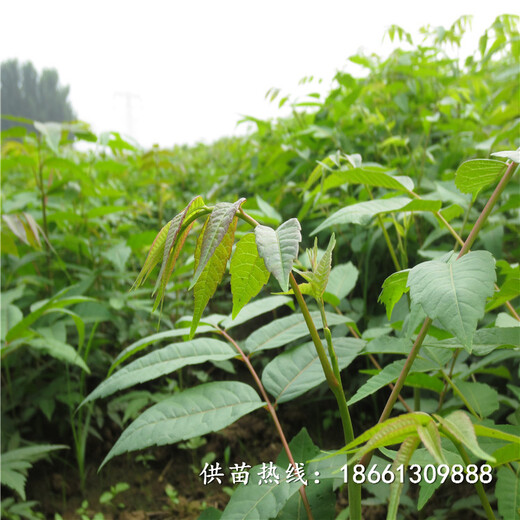 东营市香椿苗种植视频保姆式扶持种植技术指导