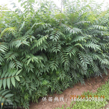 北京香椿苗种植示范基地销售