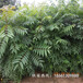铜川市香椿苗哪家好优质高产成活率高种植技术指导