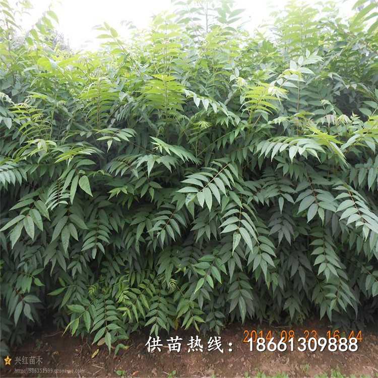 亳州市香椿苗种植视频品种多成活率高好基地