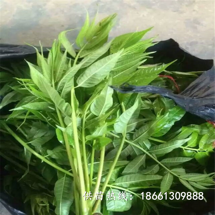 钦州市香椿苗怎么种植品种多成活率高好销售