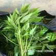 金华市香椿苗芽菜的培育方法品种多成活率高质量好基地
