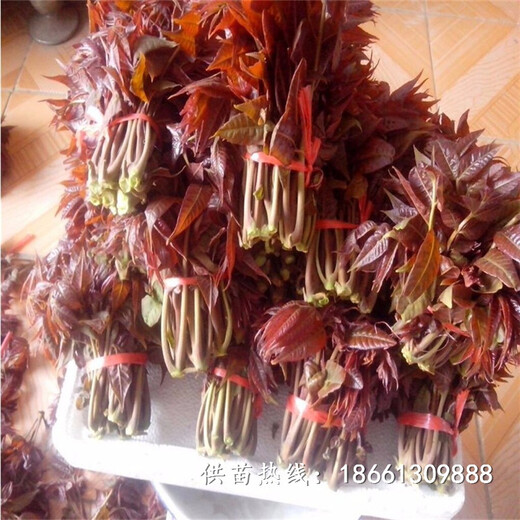 太原市香椿苗种植技术批发价格查询基地