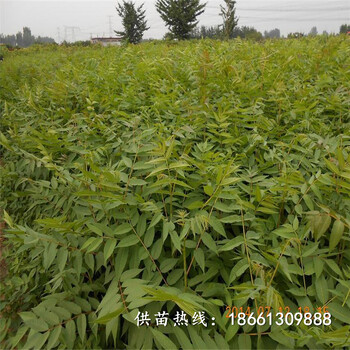柳州市香椿苗栽培抢购种植技术指导