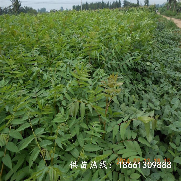 钦州市香椿苗怎么种植品种多成活率高好销售