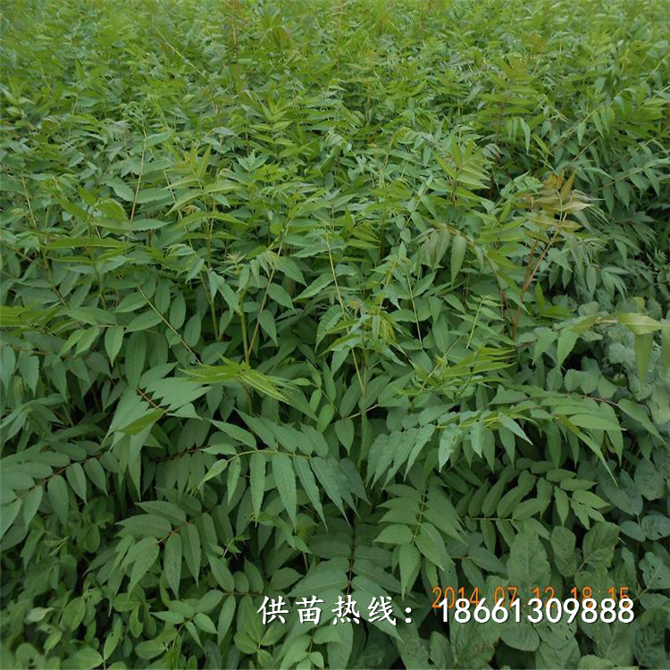 邯郸市香椿苗种植品种假一赔十厂家