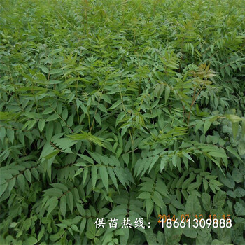 连云港市香椿苗种植方法免费提供技术销售