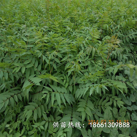 丽江市香椿苗种植一棵多少钱基地