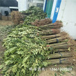 张家界市香椿苗栽培效益100棵起售厂家