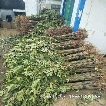 南昌市香椿苗种植方法一棵多少钱销售