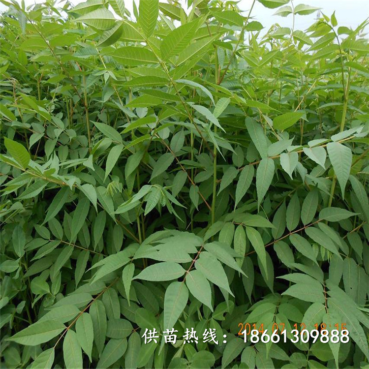 北京香椿苗种植技术指导