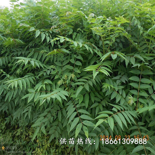 西安市香椿苗怎么种什么时候种植好基地