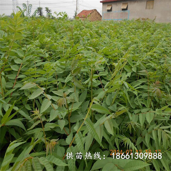 双鸭山市香椿苗怎么种种植方法厂家