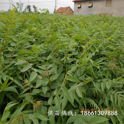 上海香椿苗批发种植技术指导种植技术指导
