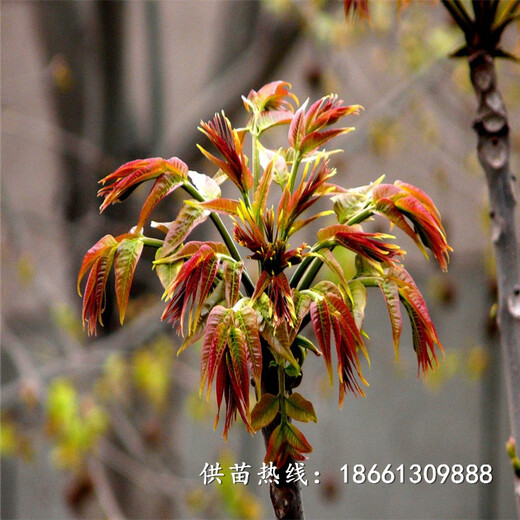 咸宁市红油香椿苗价格几年结果销售