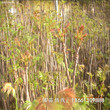 迪庆香椿苗种植一亩地需要种多少销售图片