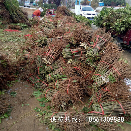 肇庆市香椿苗种植高产成活率高种植技术指导