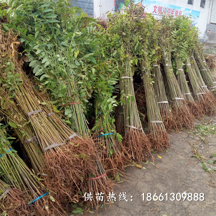 济南市香椿苗栽培种植技术一棵多少钱基地