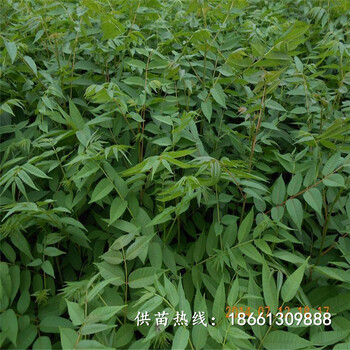 铁岭市香椿苗种植技术100棵起售种植技术指导