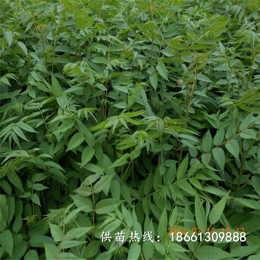 镇江市香椿苗种植一亩地需要种多少销售