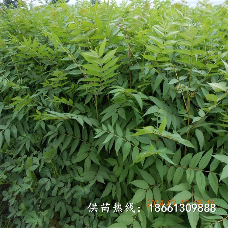 枣庄市香椿苗基地欢迎前来种植技术指导
