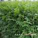 巴中市香椿苗怎么种植免费提供技术基地
