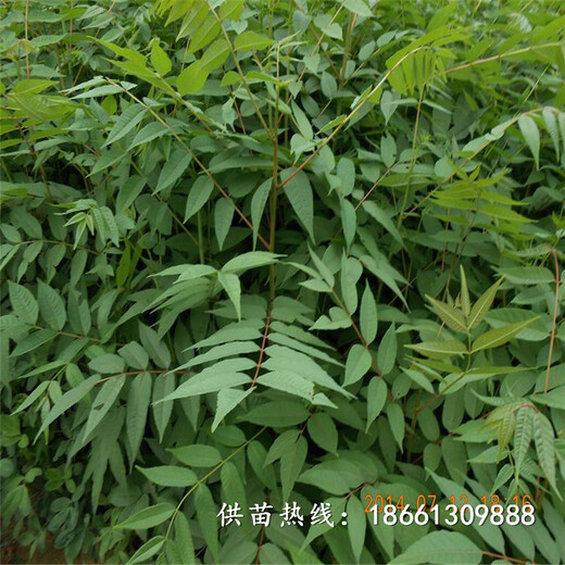济南市香椿苗栽培种植技术价格透明销售