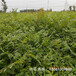 泸州市香椿苗种植视频保姆式扶持种植技术指导