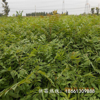 秦皇岛市香椿苗种植前景种植技术指导种植技术指导
