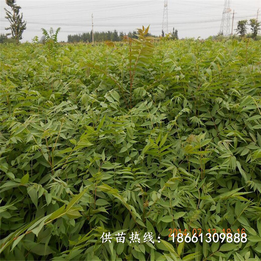 清远市红油香椿苗基地几年结果基地