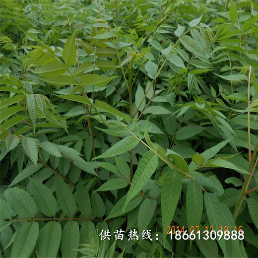 焦作市香椿苗芽菜的培育方法什么时候种植好基地