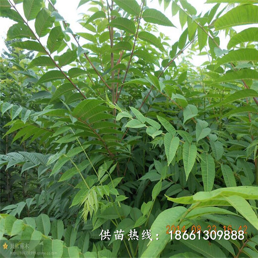 阳泉市香椿苗批发种植示范基地销售