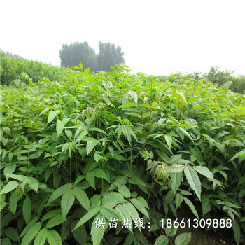 漳州市香椿苗栽培种植技术品种假一赔十厂家