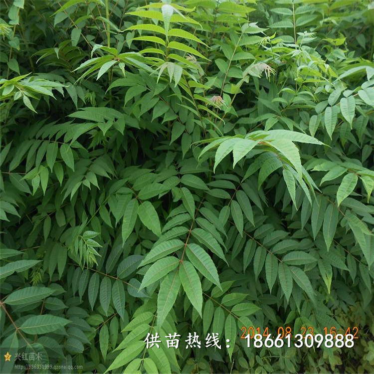 凉山香椿苗批发采购种植示范基地销售