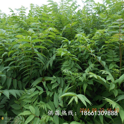 韶关市香椿苗种植视频100棵起售种植技术指导