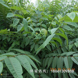 漳州市香椿苗栽培种植技术品种假一赔十厂家图片3