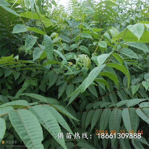 常州市香椿苗价格什么时候种植好基地