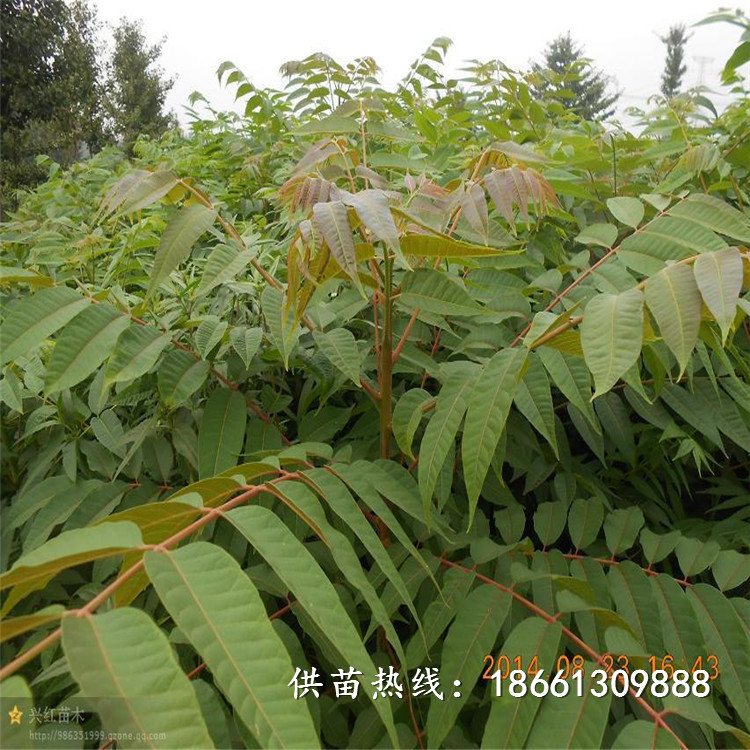 郑州市香椿苗种植技术免费提供技术销售