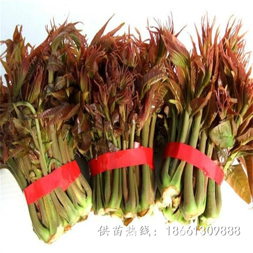 九江市香椿苗基地品种多成活率好销售
