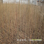 秦皇岛市香椿苗种植前景育苗注意事项销售图片2