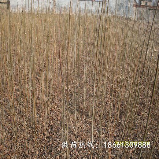 济南市香椿苗栽培种植技术什么时候种植好销售