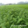 湘潭市香椿苗栽培一亩地需要种多少基地