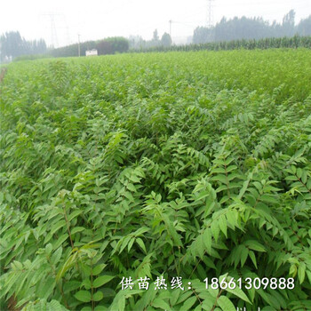 鄂州市香椿苗種植技術(shù)品種多成活率高質(zhì)量好基地