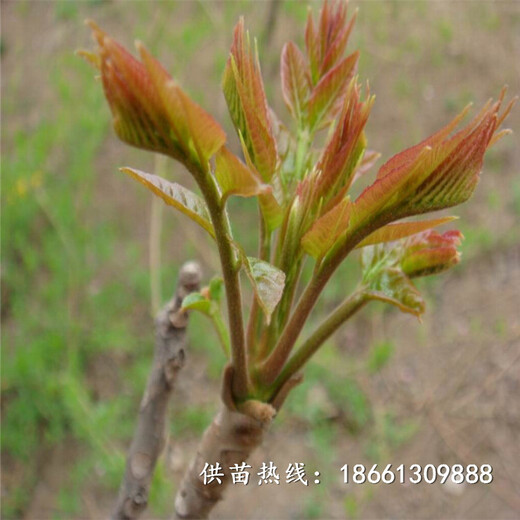 柳州市香椿苗栽培价格透明基地