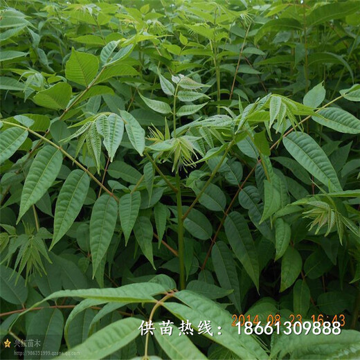 秦皇岛市香椿苗种植前景1棵多少价格基地