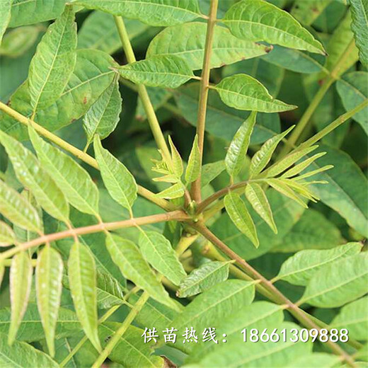 桂林市香椿苗栽培种植技术育苗注意事项基地